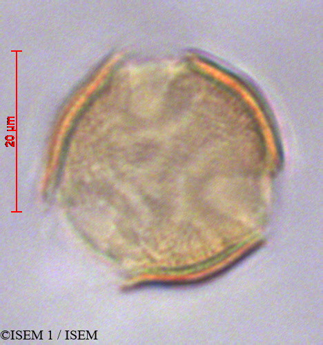ISEM 1/Cinchona_lucumifolia_29128/Cinchona_lucumifolia_29128_0002(copy).jpg